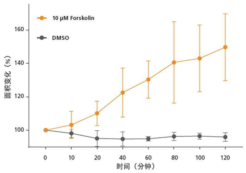 Treating intestinal organoids with forskolin causes them to swell to 150% of their untreated size in 120 minutes.