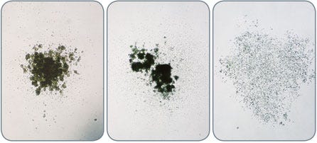 Examples of Rat BM CFU-GM-Derived Colonies Cultured in MethoCult&trade; GF R3774