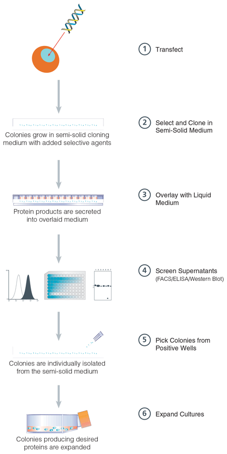  ClonaCell&trade;-CHO 96-Well Plate Procedure