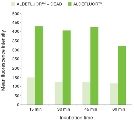 Effect of incubation time on the detection of ALDEFLUOR&trade; activity in SKBR3 cell line.