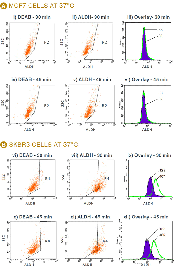 Effect of different incubation conditions with ALDEFLUOR&reg; on mean fluorescence intensity as determined by flow cytometry.