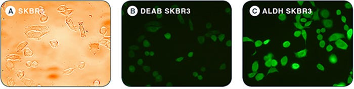 Effect of different incubation conditions with ALDEFLUOR&reg; on mean fluorescence intensity as determined by flow cytometry.