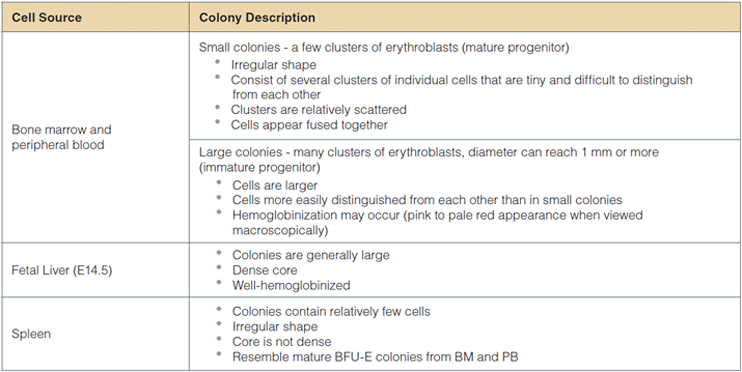 Description of colonies derived from BFU-E from various cell sources in MethoCult&reg; SF M3436.
