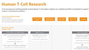 Human T Cell Research Product Workflow