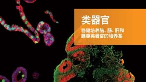 类器官 高效的类器官培养基及分化试剂盒