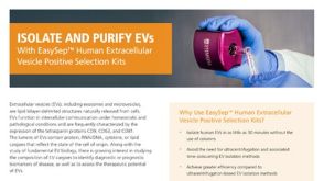 更高效地分离和纯化细胞外囊泡