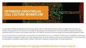 Optimized Endothelial Cell Culture Workflow