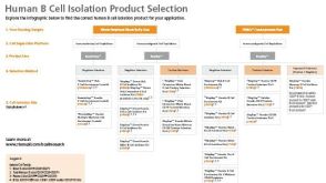Human B Cell Isolation Product Selection