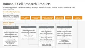 Human B Cell Research Product Workflow