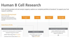 Human B Cell Research Product Workflow