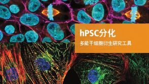 hPSC分化 多能干细胞衍生研究工具