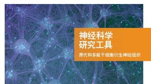 STEMCELL 神经科学 研究工具