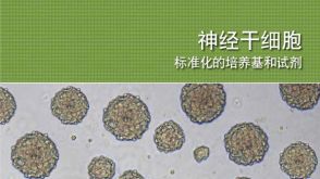 Neural Stem Cells: Standardized Media and Reagents