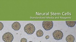 Neural Stem Cells: Standardized Media and Reagents