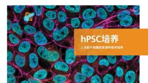 hPSC 培养    人多能干细胞的来源和维持培养