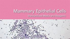 Mammary Epithelial Cells: Standardized Media and Reagents