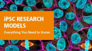 Induced Pluripotent Stem Cells as Accessible and Standard Research Models