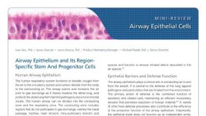 Airway Epithelial Cells of the Human Respiratory System