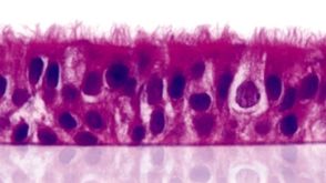 GenomeBC Funds STEMCELL Research Collaboration with UBC Scientists