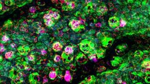 对单层或在气液界面培养的上皮细胞进行免疫细胞化学（ICC）染色