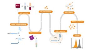 CRISPR-Cas9 Genome Editing of Human NK Cells