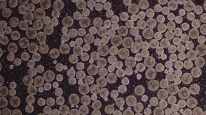 使用 TeSR™ 3D 培养基稳健放大人类多能干细胞