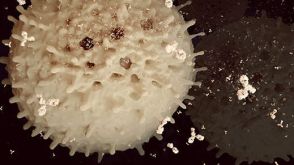 How to Isolate Antigen-Specific T Cells