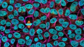 Large-Scale Expansion of Human Pluripotent Stem Cells (hPSCs) in 2D Monolayer Culture using TeSR™-AOF