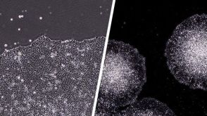 How to Coat Cultureware with STEMmatrix™ BME for Human Pluripotent Stem Cell Culture