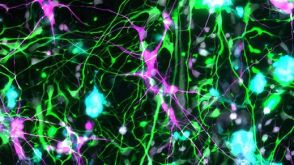 How to Tri-Culture Astrocytes, Microglia, and NGN2 mRNA-LNP-Induced Forebrain Neurons Derived from Human Pluripotent Stem Cells