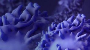 How to Measure NK Cell Killing Activity with a Standardized Potency Assay