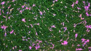 How to Culture Human Pluripotent Stem Cell (hPSC)-Derived Induced Forebrain Neurons for MEA Analysis Using the Maestro MEA™ System