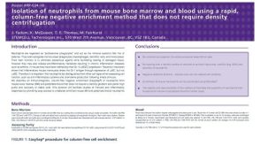 Isolation of Neutrophils from Mouse Bone Marrow and Blood Using a Rapid