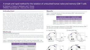 Isolation of Untouched Human Naive and Memory CD8 T Cells