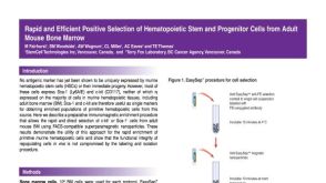 Positive Selection of Hematopoietic Stem and Progenitor Cells from Adult Mouse Bone Marrow