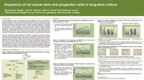 Expansion of Rat Neural Stem and Progenitor Cells in Long-Term Culture