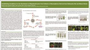 Establishing Conditions for the Enrichment of Oligodendrocytes from Cultures of Neurospheres Derived from Embryonic Rat and Mouse Brains