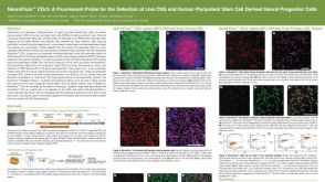 Neurofluor CDr3 a Fluorescent Probe for the Detection of Live CNS and Human Pluripotent Stem Cell Derived Neural Progenitor Cells