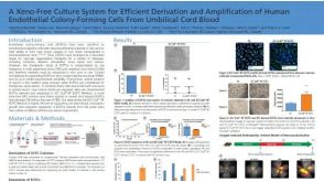 A Xeno-Free Culture System for Efficient Derivation and Amplification of Human Endothelial Colony-Forming Cells From Umbilical Cord Blood