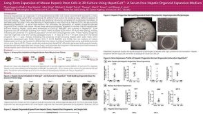 Long-Term Expansion of Mouse Hepatic Stem Cells in 3D Culture Using HepatiCult™: A Serum-Free Hepatic Organoid Expansion Medium