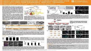 Highly Efficient Differentiation of Human Pluripotent Stem Cells into Long-term Expandable “Mini-gut” Organoids