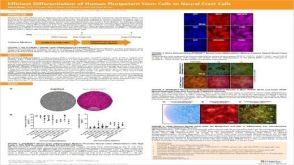Efficient Generation of Human Pluripotent Stem Cells to Neural Crest Cells