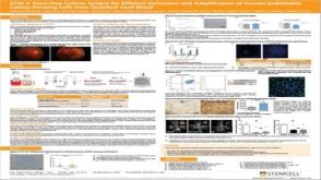 A Xeno-Free Culture System for Efficient Derivation and Amplification of Human Endothelial Colony-Forming Cells from Umbilical Cord Blood