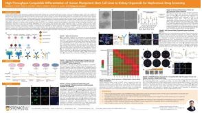 High-Throughput-Compatible Differentiation of Human Pluripotent Stem Cell Lines to Kidney Organoids