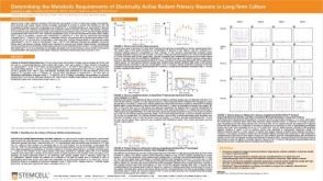 Determining the Metabolic Requirements of Electrically Active Rodent Primary Neurons in Long-Term Culture
