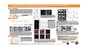 A Reproducible Protocol for the Generation of Branching Lung Organoids From Human Pluripotent Stem Cells