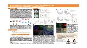 Efficient Generation of Lung Progenitor Cells From Human Pluripotent Stem Cells