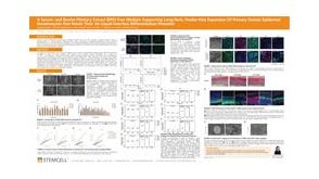 A Serum- and Bovine Pituitary Extract (BPE)-Free Medium Supporting Long-Term, Feeder-Free Expansion Of Primary Human Epidermal Keratinocytes that Retain Their Air-Liquid Interface Differentiation