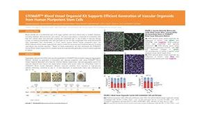 STEMdiff™ Blood Vessel Organoid Kit Supports Efficient Generation of Vascular Organoids from Human Pluripotent Stem Cells