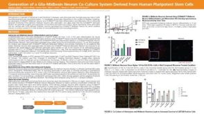 Generation of a Glia-Midbrain Neuron Co-Culture System Derived From Human Pluripotent Stem Cells